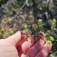 Ozothamnus thyrsoideus at Tinderry, NSW - 30 Oct 2024