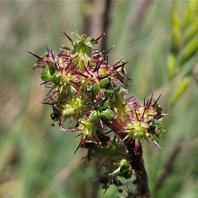 Acaena x ovina (Sheep's Burr) at Weetangera, ACT - 29 Oct 2024 by sangio7