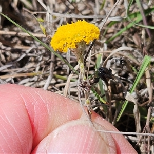 Leptorhynchos squamatus subsp. squamatus at Weetangera, ACT - 29 Oct 2024