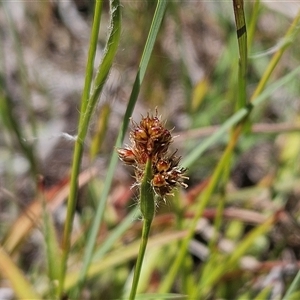 Luzula densiflora at Weetangera, ACT - 29 Oct 2024