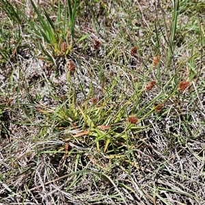 Luzula densiflora at Weetangera, ACT - 29 Oct 2024