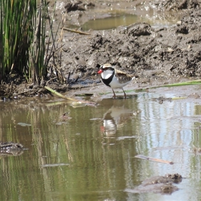 Charadrius melanops (Black-fronted Dotterel) at Colo Vale, NSW - 29 Oct 2024 by Span102