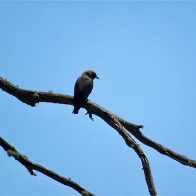 Artamus cyanopterus (Dusky Woodswallow) at Colo Vale, NSW - 29 Oct 2024 by Span102