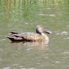 Spatula rhynchotis (Australasian Shoveler) at Colo Vale, NSW - 29 Oct 2024 by Span102