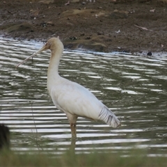 Platalea flavipes (Yellow-billed Spoonbill) at Mittagong, NSW - 29 Oct 2024 by Span102