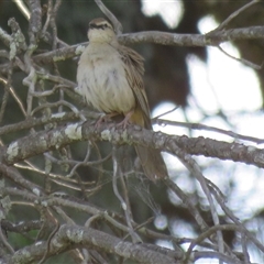 Cincloramphus mathewsi (Rufous Songlark) at Woodlands, NSW - 29 Oct 2024 by Span102