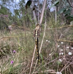 Orthetrum caledonicum (Blue Skimmer) at Mittagong, NSW - 28 Oct 2024 by Span102