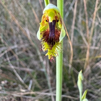 Calochilus campestris (Copper Beard Orchid) at Mittagong, NSW - 26 Oct 2024 by Span102