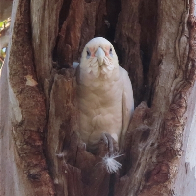 Cacatua sanguinea (Little Corella) at Symonston, ACT - 11 Oct 2024 by RobParnell