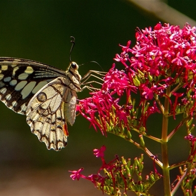 Papilio demoleus (Chequered Swallowtail) at Penrose, NSW - 30 Oct 2024 by Aussiegall