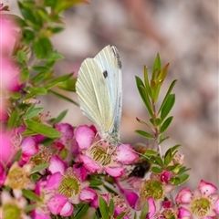 Pieris rapae (Cabbage White) at Penrose, NSW - 28 Oct 2024 by Aussiegall