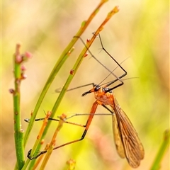 Harpobittacus australis (Hangingfly) at Penrose, NSW - 28 Oct 2024 by Aussiegall