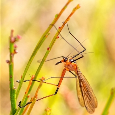 Harpobittacus australis (Hangingfly) at Penrose, NSW - 28 Oct 2024 by Aussiegall