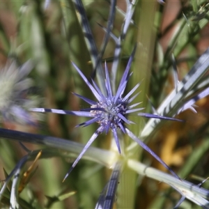 Eryngium ovinum at Latham, ACT - 1 Dec 2014 08:30 AM