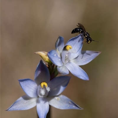 Thelymitra peniculata by Aussiegall