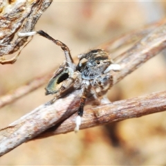 Maratus chrysomelas (Variable Peacock Spider) at Bredbo, NSW - 30 Oct 2024 by Harrisi