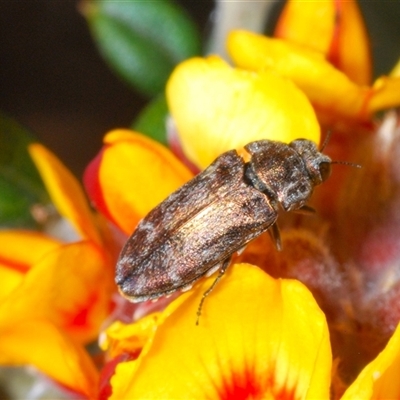 Ethonion reichei (A jewel beetle) at Tinderry, NSW - 30 Oct 2024 by Harrisi