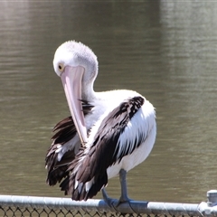 Pelecanus conspicillatus (Australian Pelican) at Yarralumla, ACT - 26 Nov 2014 by Jennybach