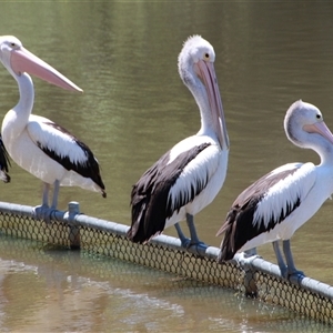 Pelecanus conspicillatus at Yarralumla, ACT - 26 Nov 2014