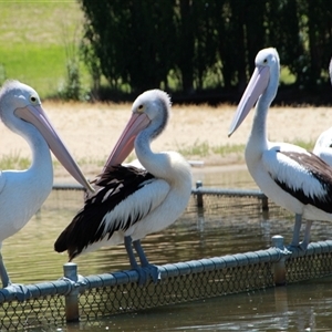 Pelecanus conspicillatus at Yarralumla, ACT - 26 Nov 2014