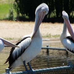 Pelecanus conspicillatus at Yarralumla, ACT - 26 Nov 2014