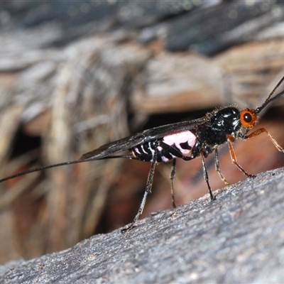 Callibracon capitator (White Flank Black Braconid Wasp) at Tinderry, NSW - 30 Oct 2024 by Harrisi