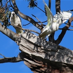 Cacatua galerita (Sulphur-crested Cockatoo) at Whitlam, ACT - 5 Sep 2014 by Jennybach