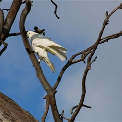 Cacatua galerita at Whitlam, ACT - 5 Sep 2014