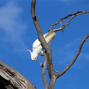 Cacatua galerita at Whitlam, ACT - 5 Sep 2014