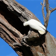 Cacatua galerita at Whitlam, ACT - 5 Sep 2014