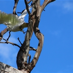 Cacatua galerita at Whitlam, ACT - 5 Sep 2014