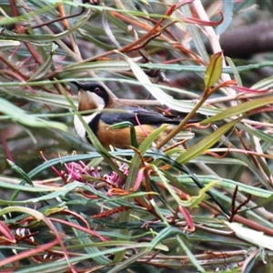 Acanthorhynchus tenuirostris at Higgins, ACT - 27 Oct 2014 11:52 AM