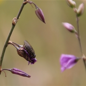 Arthropodium fimbriatum at Dunlop, ACT - 4 Dec 2014 12:13 PM