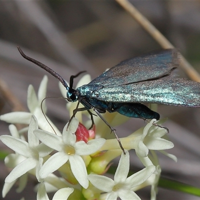 Pollanisus (genus) (A Forester Moth) at Forde, ACT - 23 Oct 2024 by TimL