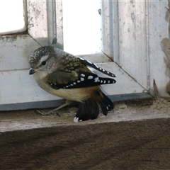 Pardalotus punctatus at Higgins, ACT - suppressed