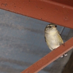 Pardalotus punctatus at Higgins, ACT - suppressed