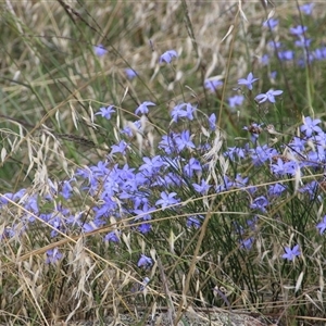 Wahlenbergia sp. at Whitlam, ACT - 2 Feb 2015