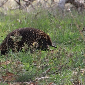 Tachyglossus aculeatus at Whitlam, ACT - 2 Feb 2015