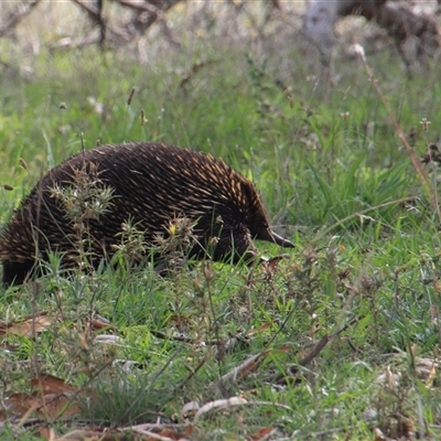 Tachyglossus aculeatus (Short-beaked Echidna) at Whitlam, ACT - 2 Feb 2015 by Jennybach