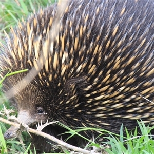 Tachyglossus aculeatus at Whitlam, ACT - 2 Feb 2015