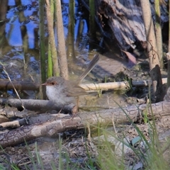 Malurus cyaneus (Superb Fairywren) at Weetangera, ACT - 6 Mar 2015 by Jennybach