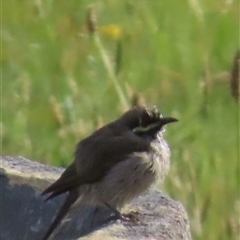 Caligavis chrysops (Yellow-faced Honeyeater) at Kangaroo Valley, NSW - 30 Oct 2024 by lbradley