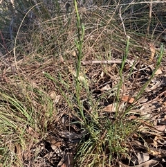 Rutidosis leptorhynchoides (Button Wrinklewort) at Hackett, ACT - 30 Oct 2024 by waltraud