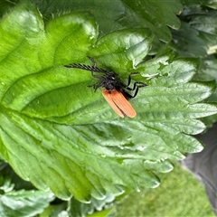 Porrostoma rhipidium (Long-nosed Lycid (Net-winged) beetle) at Duffy, ACT - 30 Oct 2024 by HelenaWalker