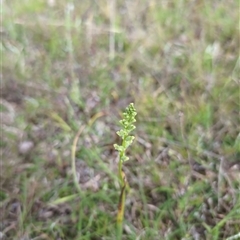 Microtis sp. (Onion Orchid) at Gungahlin, ACT - 30 Oct 2024 by Wildlifewarrior80