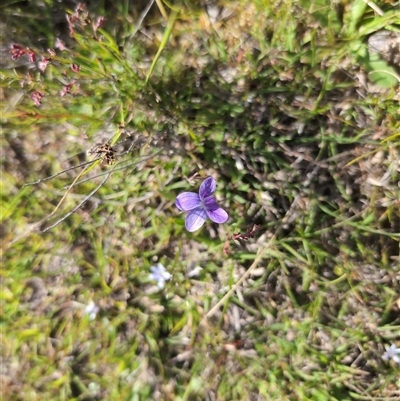 Viola betonicifolia (Mountain Violet) at Jacka, ACT - 30 Oct 2024 by Wildlifewarrior80