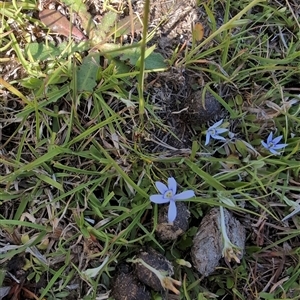 Isotoma fluviatilis subsp. australis at Moncrieff, ACT - suppressed