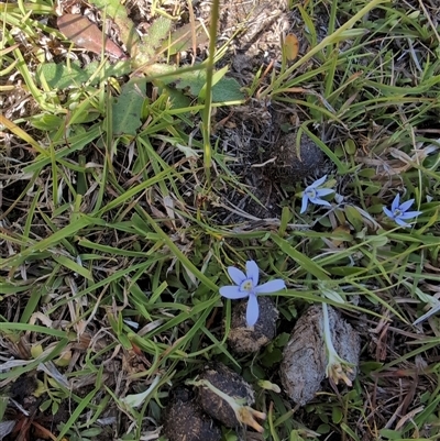 Isotoma fluviatilis subsp. australis (Swamp Isotome) at Moncrieff, ACT - 31 Oct 2024 by Wildlifewarrior80