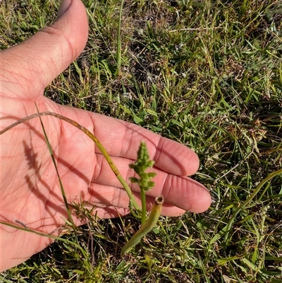 Microtis sp. (Onion Orchid) at Jacka, ACT - 31 Oct 2024 by Wildlifewarrior80