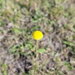 Craspedia variabilis (Common Billy Buttons) at Moncrieff, ACT - 31 Oct 2024 by Wildlifewarrior80